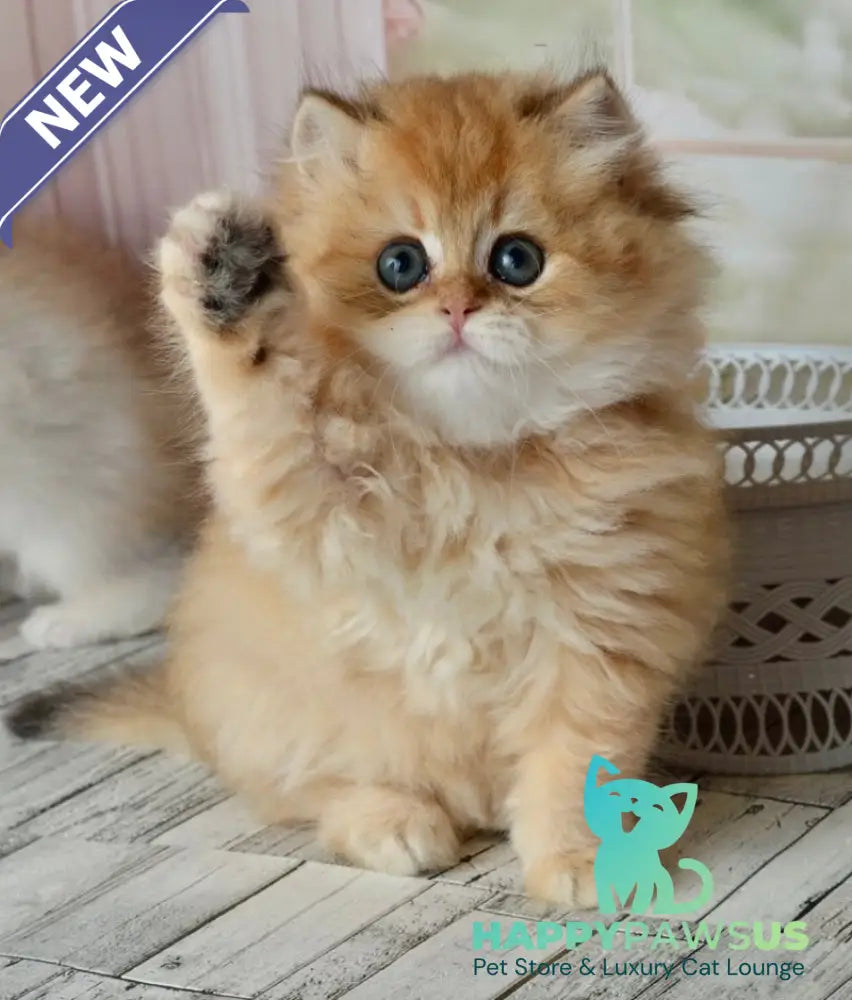 Tiffany British Longhair female black golden shaded - live animals