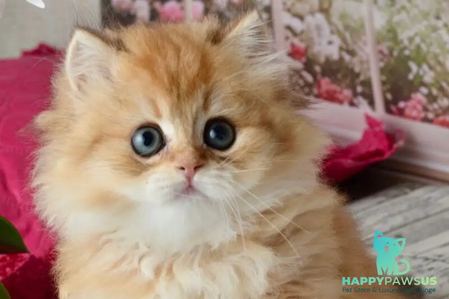 Tiffany British Longhair female black golden shaded - live animals