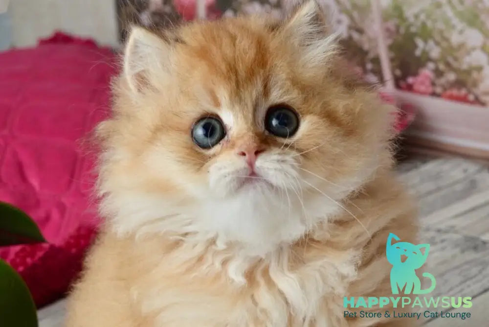 Tiffany British Longhair female black golden shaded - live animals
