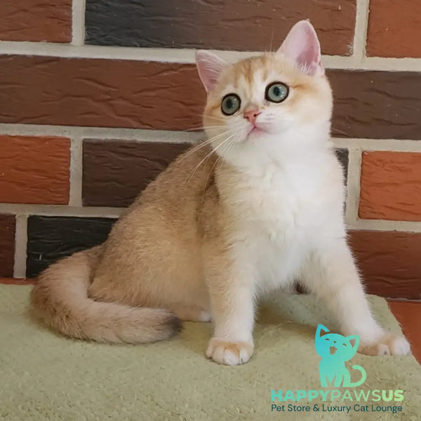 Tiffany British Shorthair female black golden chinchilla - live animals