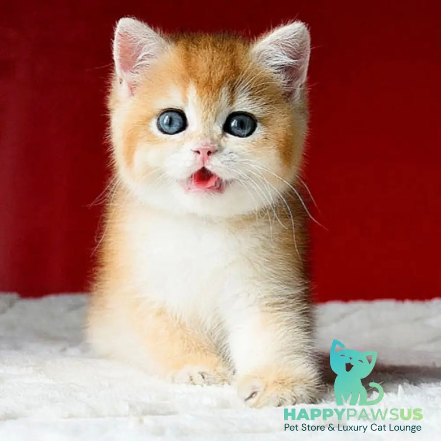 Tiffany British Shorthair female black golden chinchilla - live animals