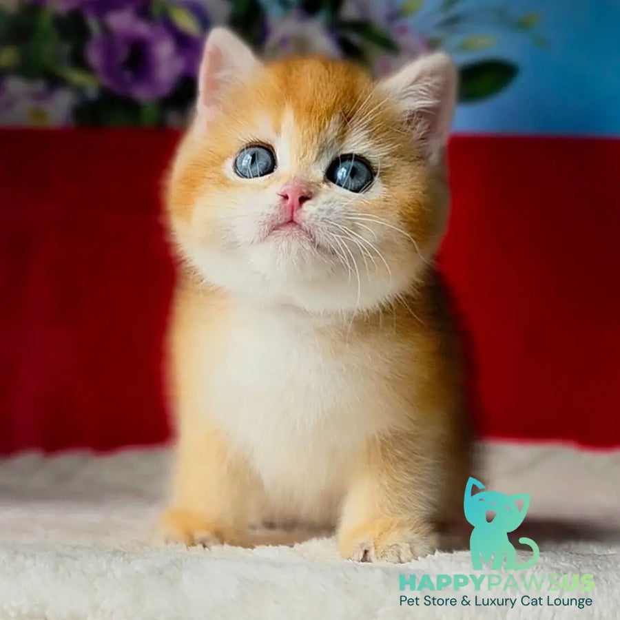 Tiffany British Shorthair female black golden chinchilla - live animals