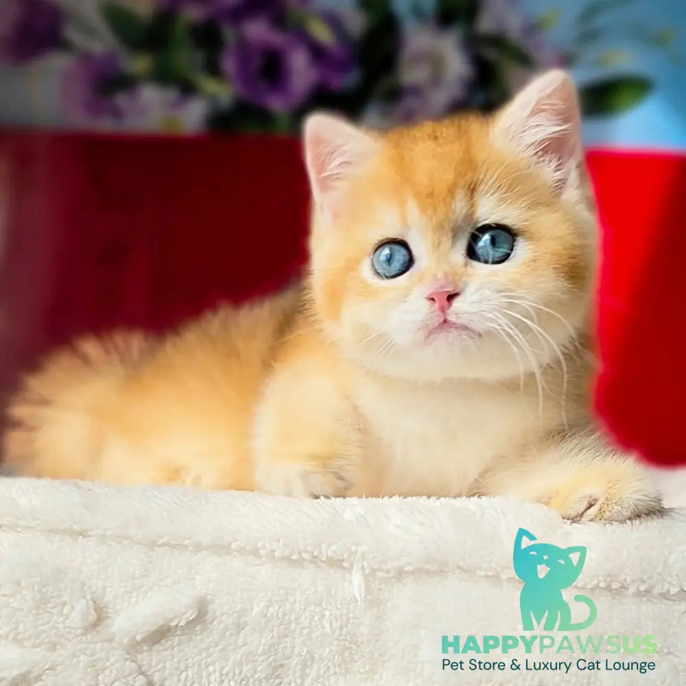 Tiffany British Shorthair female black golden chinchilla - live animals