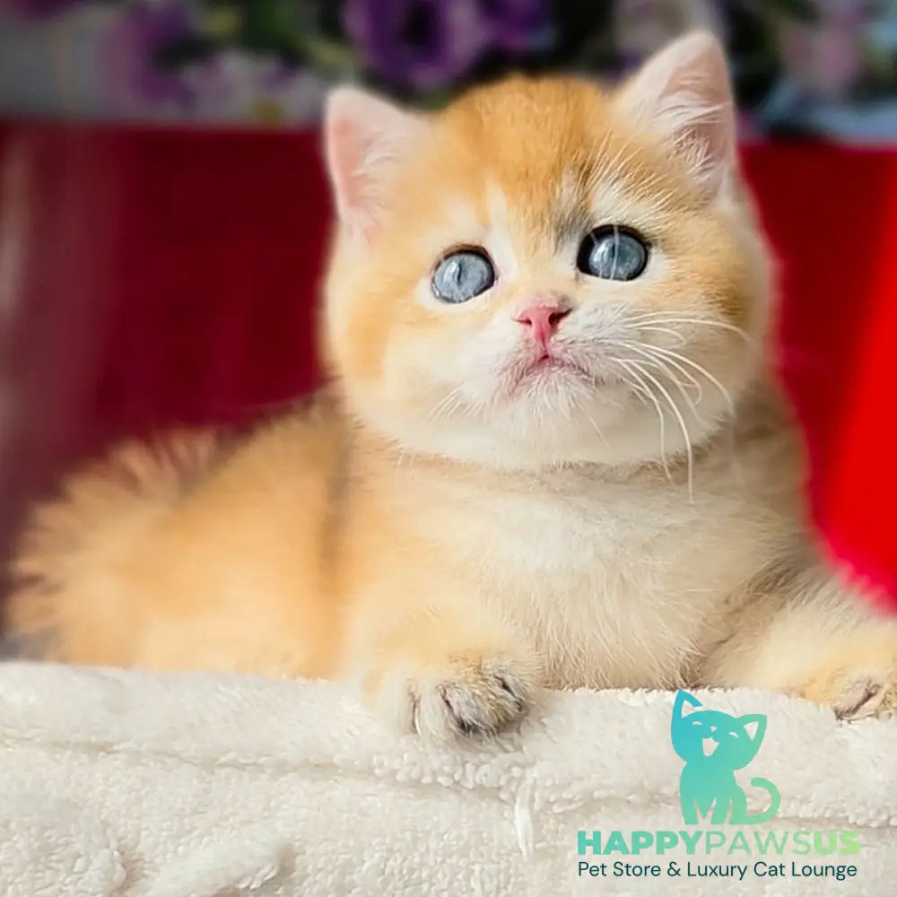 Tiffany British Shorthair female black golden chinchilla - live animals