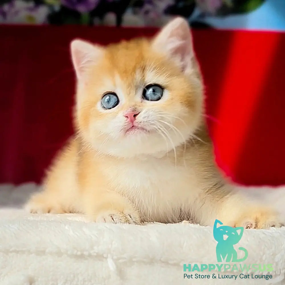 Tiffany British Shorthair female black golden chinchilla - live animals