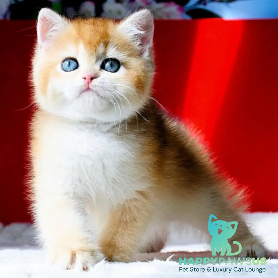Tiffany British Shorthair female black golden chinchilla - live animals