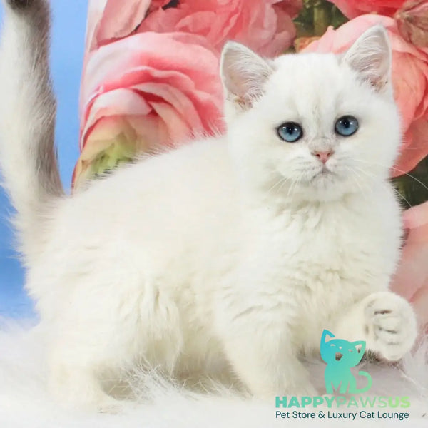 Tiffany British Shorthair female blue golden shaded pointed - live animals