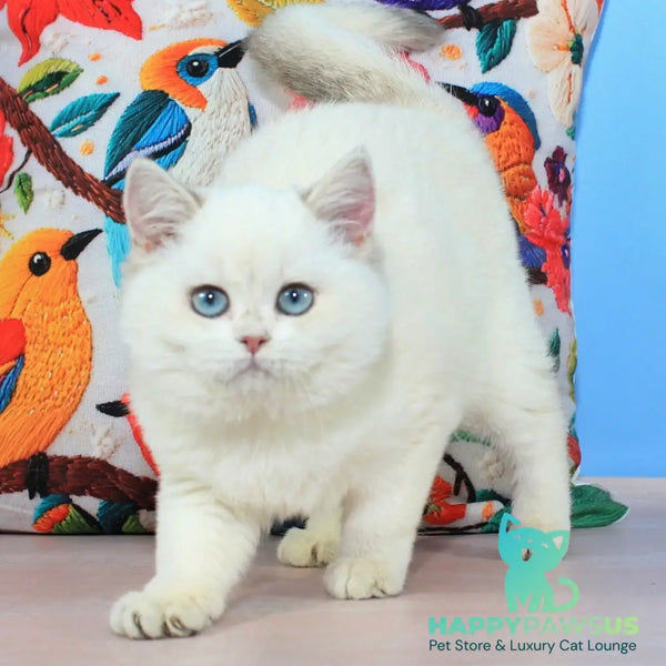 Tiffany British Shorthair female blue golden shaded pointed - live animals