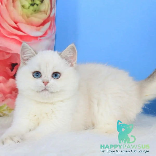 Tiffany British Shorthair female blue golden shaded pointed - live animals