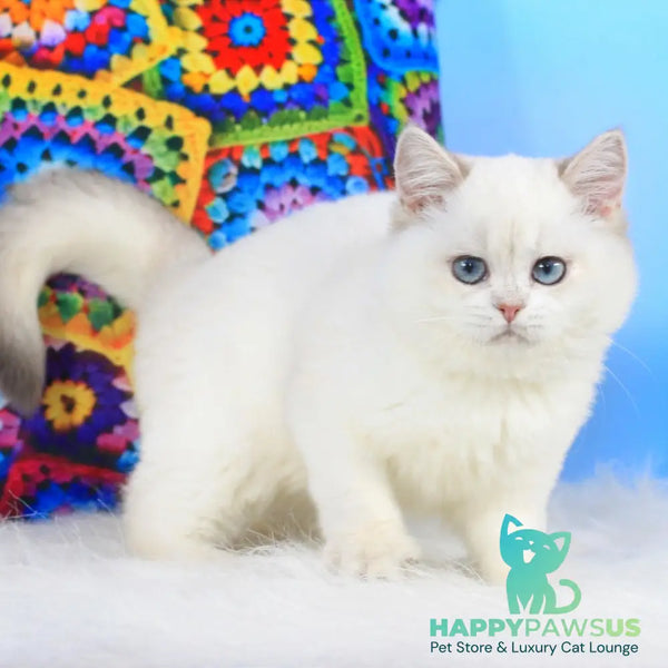 Tiffany British Shorthair female blue golden shaded pointed - live animals