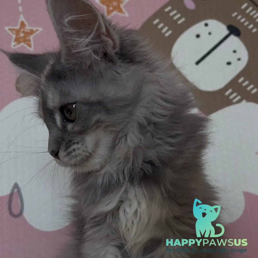 Tiffany Maine Coon female black tortie silver - live animals