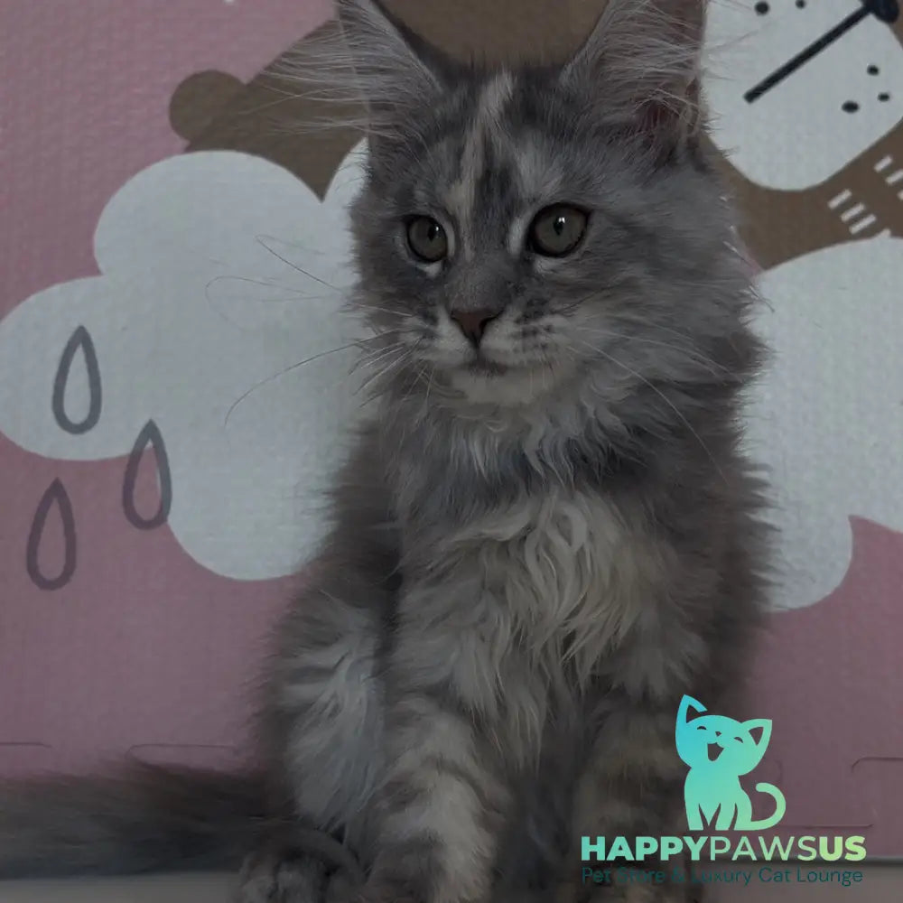 Tiffany Maine Coon female black tortie silver - live animals
