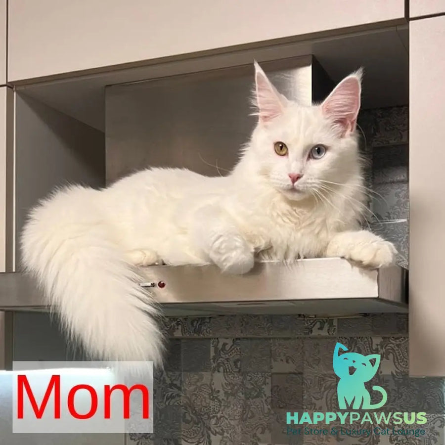 Tiffany Maine Coon female black tortie silver - live animals