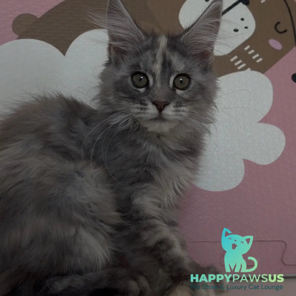 Tiffany Maine Coon female black tortie silver - live animals