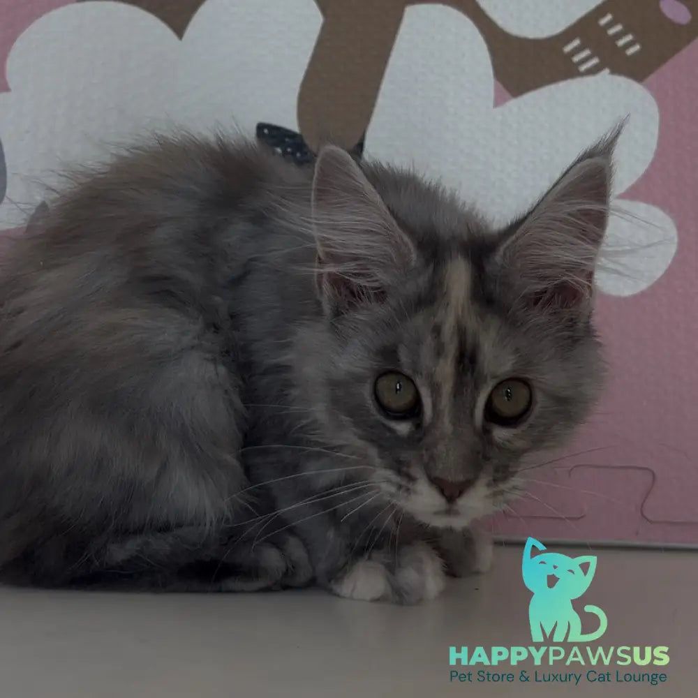 Tiffany Maine Coon female black tortie silver - live animals