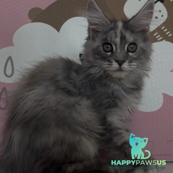 Tiffany Maine Coon female black tortie silver - live animals