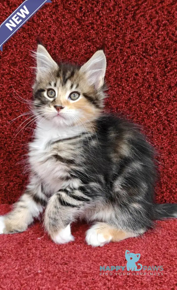Tiffany Maine Coon female black tortie tabby bicolour live animals