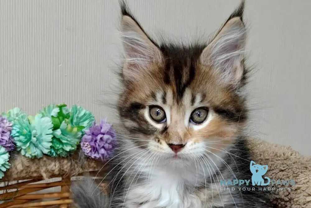Tiffany Maine Coon female black tortie tabby bicolour live animals