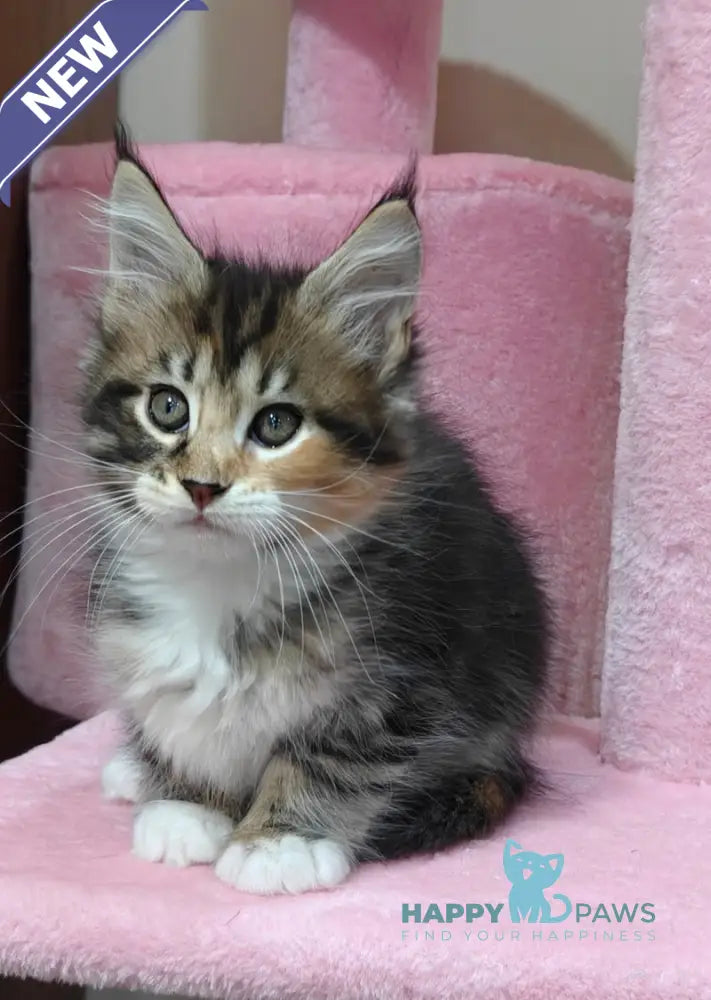 Tiffany Maine Coon female black tortie tabby bicolour live animals