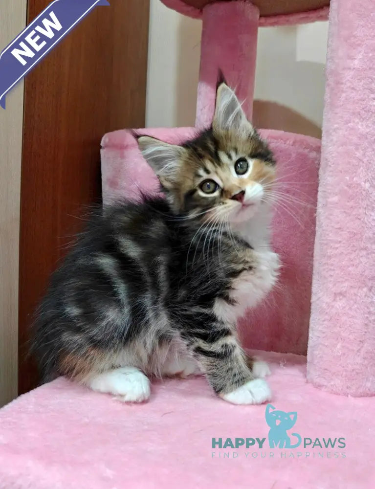 Tiffany Maine Coon female black tortie tabby bicolour live animals