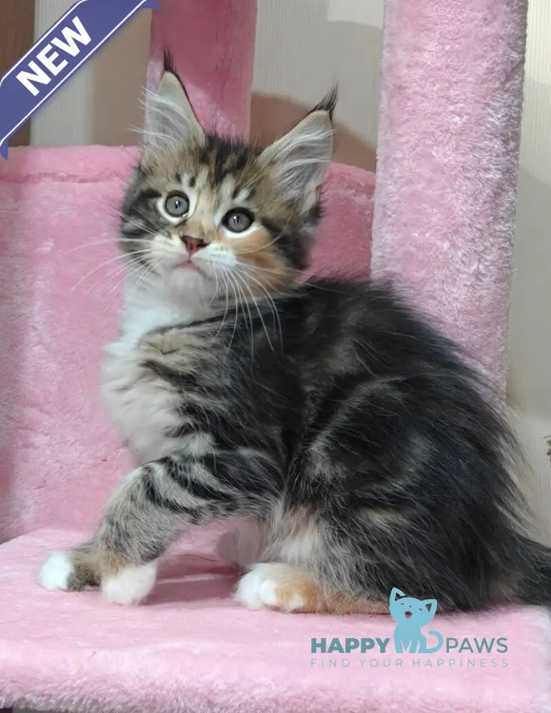 Tiffany Maine Coon female black tortie tabby bicolour live animals