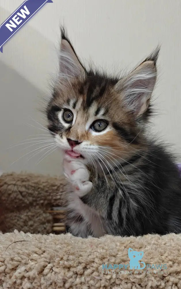 Tiffany Maine Coon female black tortie tabby bicolour live animals