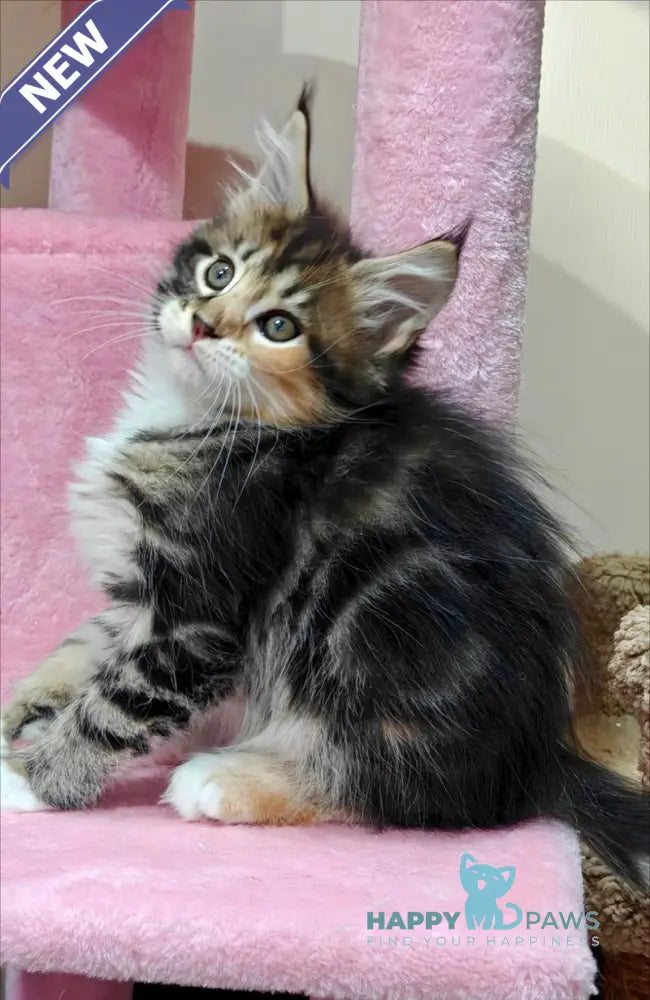 Tiffany Maine Coon female black tortie tabby bicolour live animals