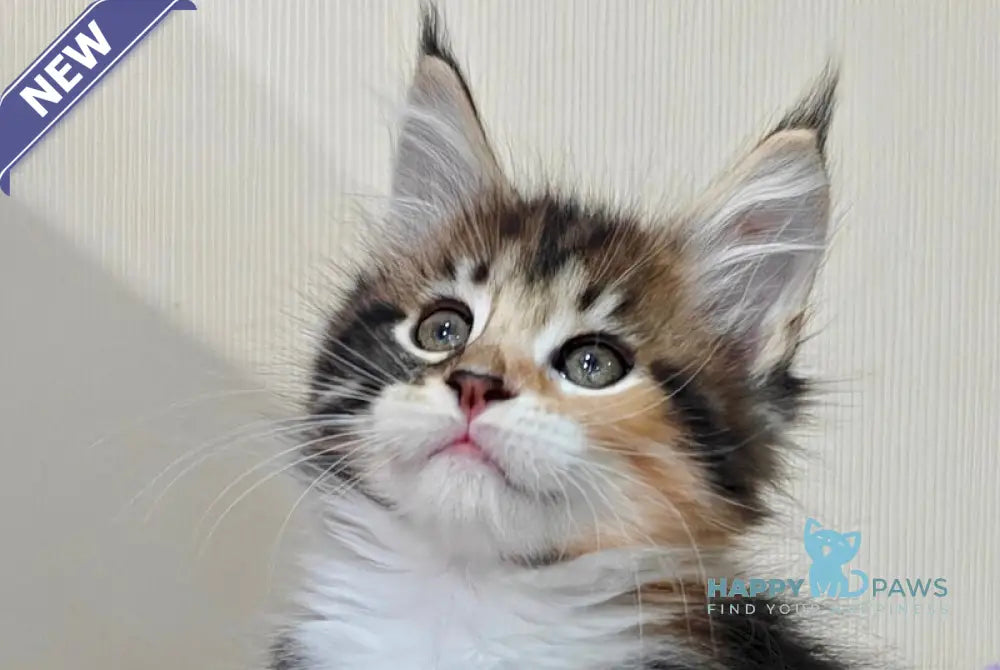 Tiffany Maine Coon female black tortie tabby bicolour live animals