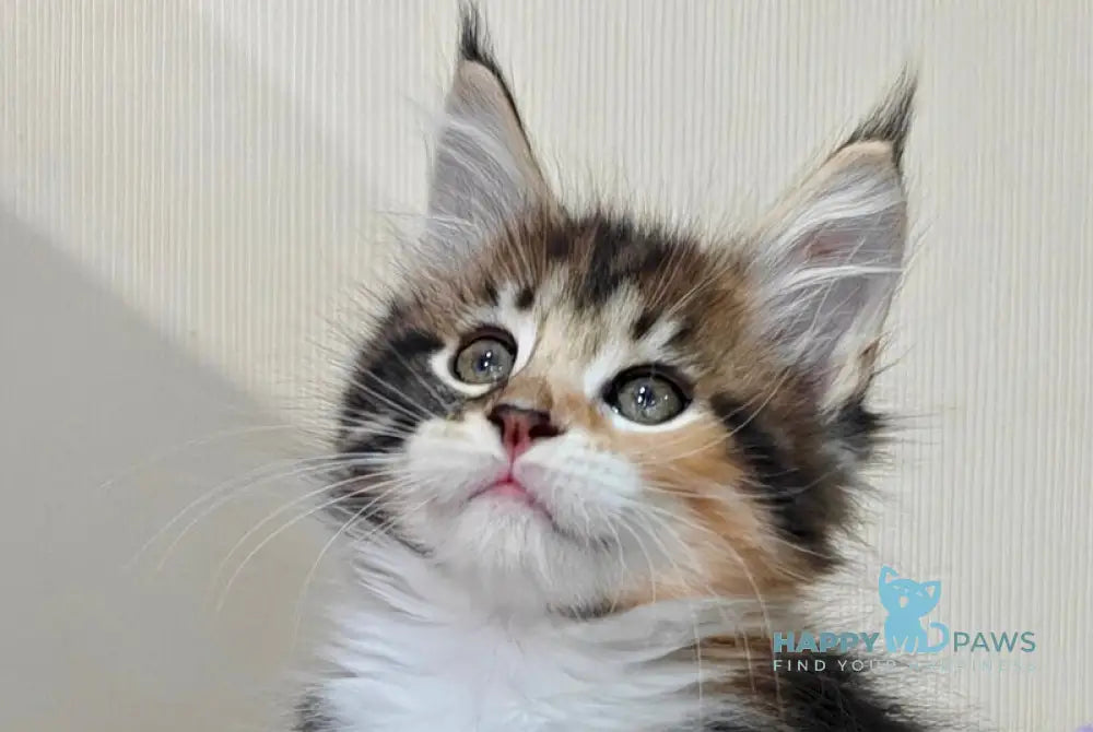 Tiffany Maine Coon female black tortie tabby bicolour live animals