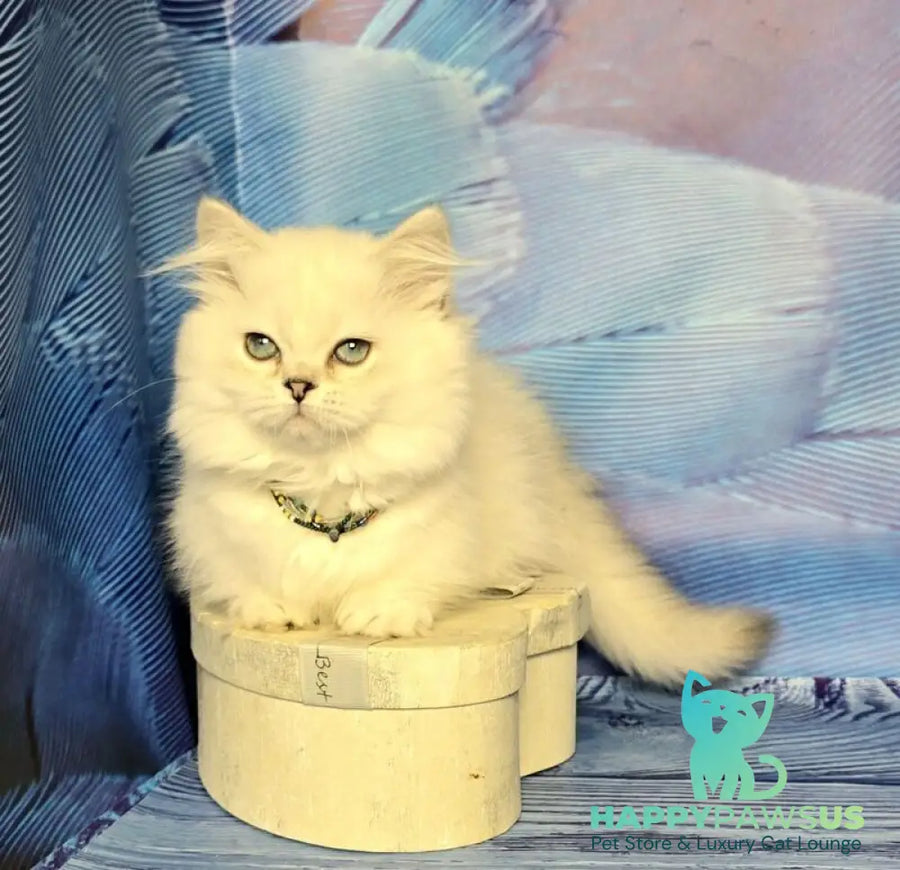 Tiffany Munchkin female black silver shaded pointed - live animals