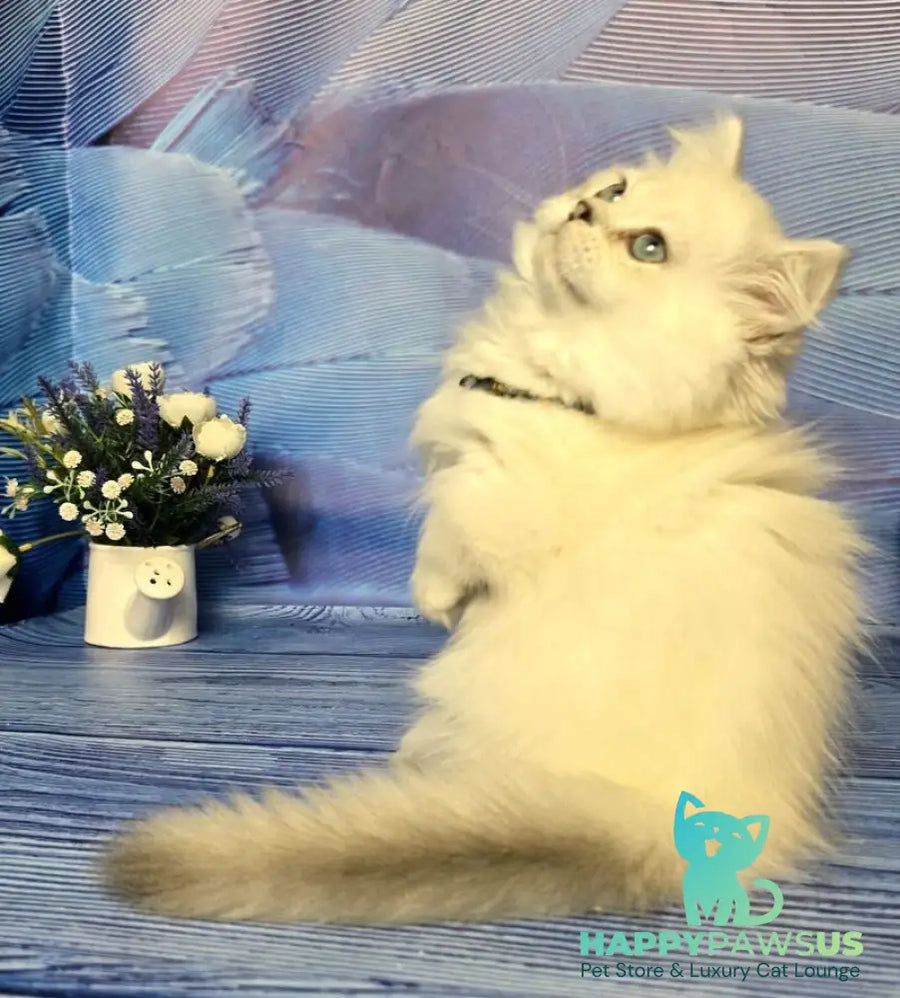 Tiffany Munchkin female black silver shaded pointed - live animals