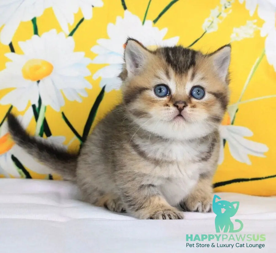 Tiffany Munchkin female black ticked tabby - live animals