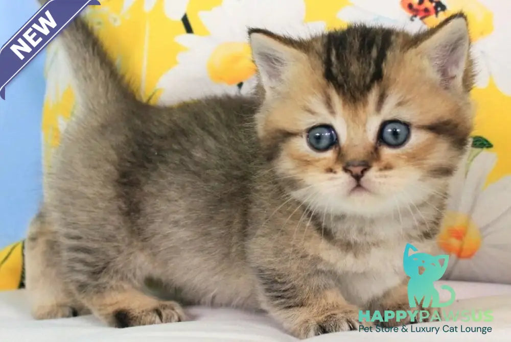 Tiffany Munchkin female black ticked tabby - live animals