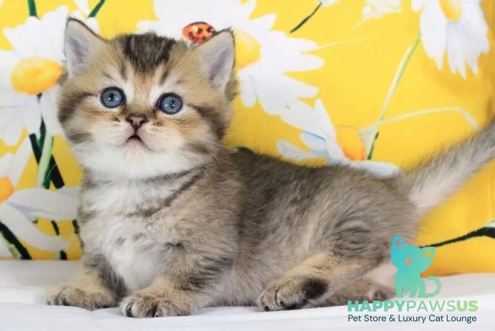Tiffany Munchkin female black ticked tabby - live animals