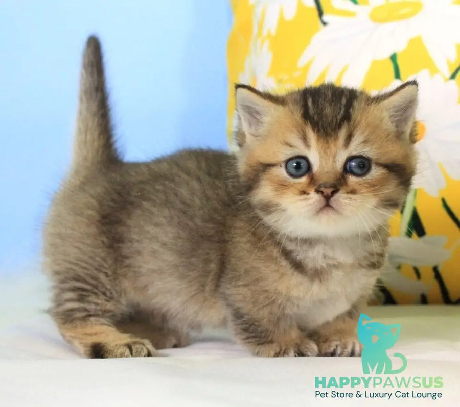 Tiffany Munchkin female black ticked tabby - live animals