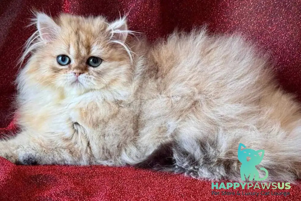 Tiffany Persian female black golden shaded - live animals