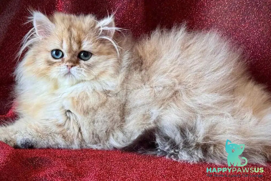 Tiffany Persian female black golden shaded - live animals