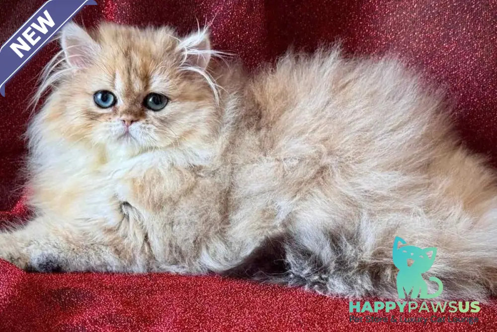 Tiffany Persian female black golden shaded - live animals