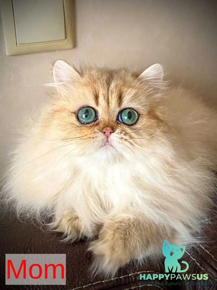Tiffany Persian female black golden shaded - live animals