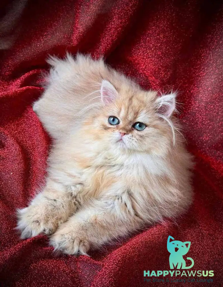 Tiffany Persian female black golden shaded - live animals
