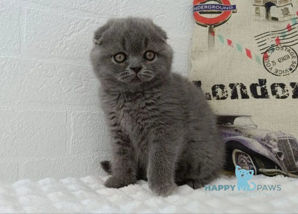 Tiffany Scottish Fold female blue live animals