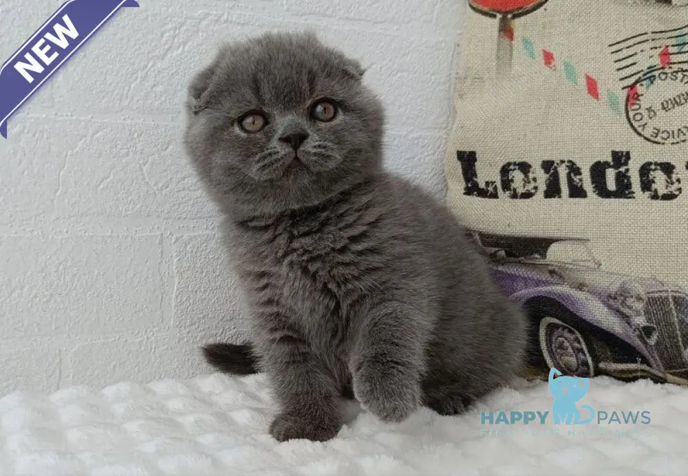 Tiffany Scottish Fold female blue live animals