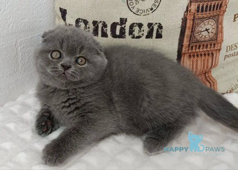 Tiffany Scottish Fold female blue live animals