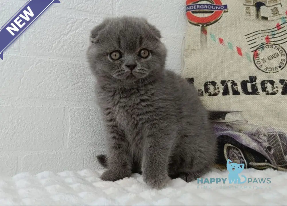 Tiffany Scottish Fold female blue live animals
