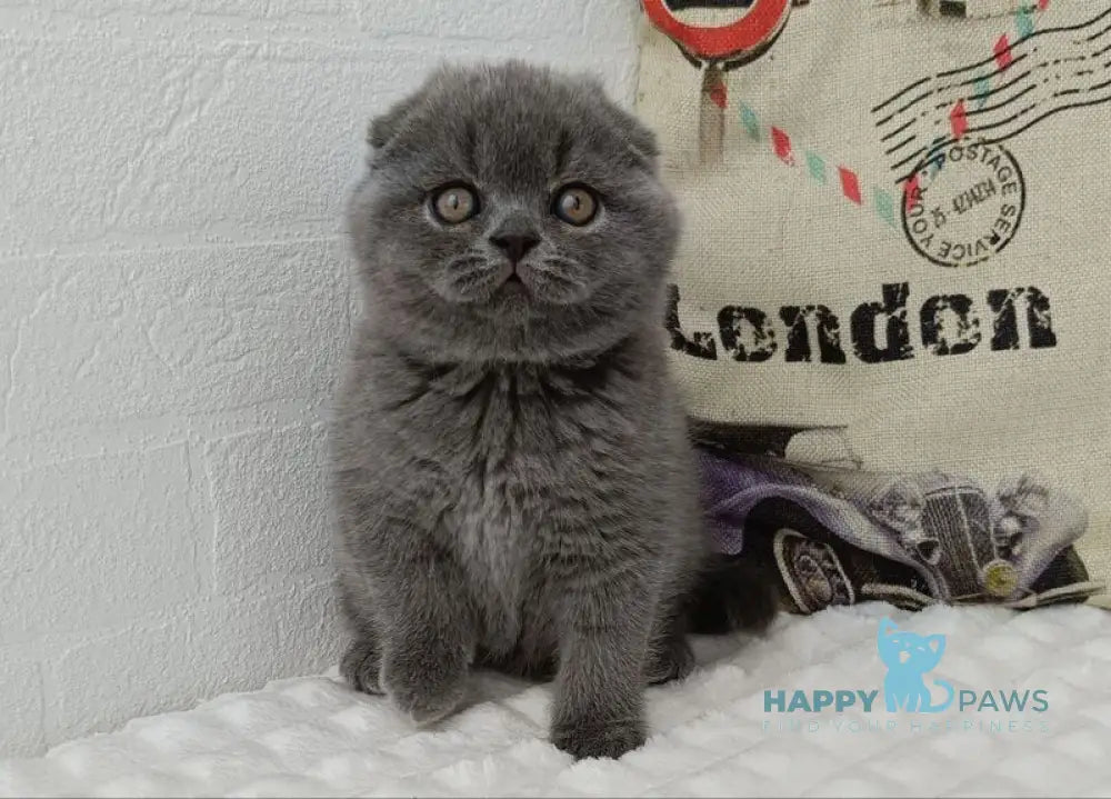 Tiffany Scottish Fold female blue live animals