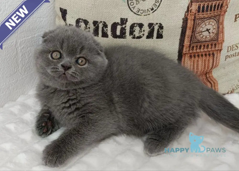 Tiffany Scottish Fold female blue live animals