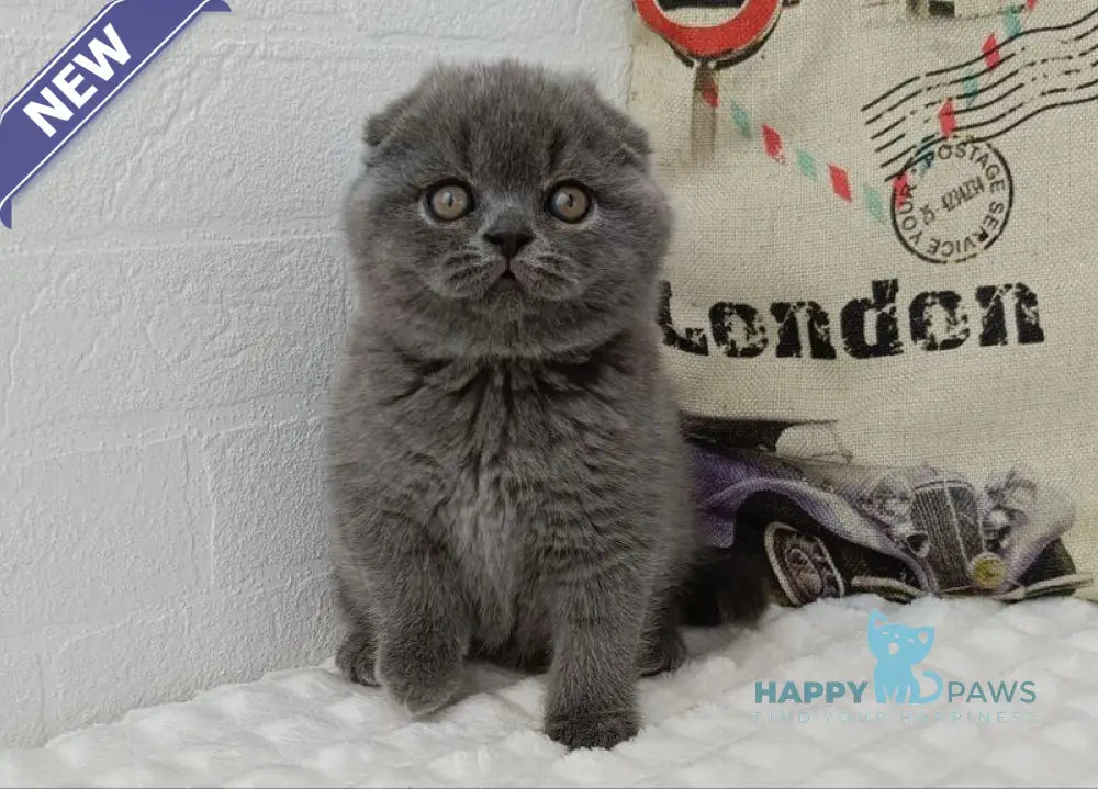 Tiffany Scottish Fold female blue live animals