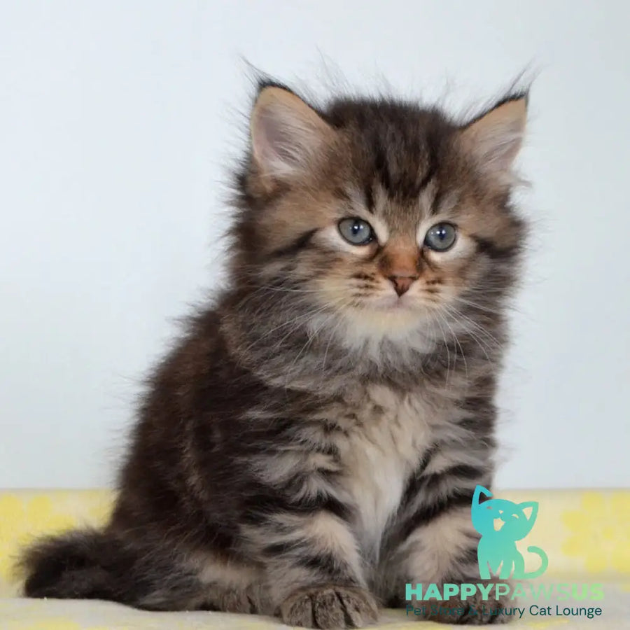 Tiffany Siberian female black tabby - live animals
