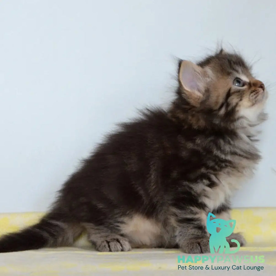 Tiffany Siberian female black tabby - live animals