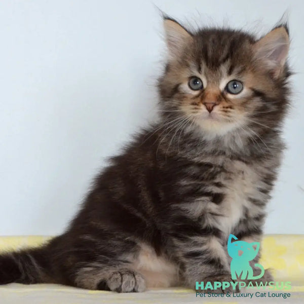 Tiffany Siberian female black tabby - live animals
